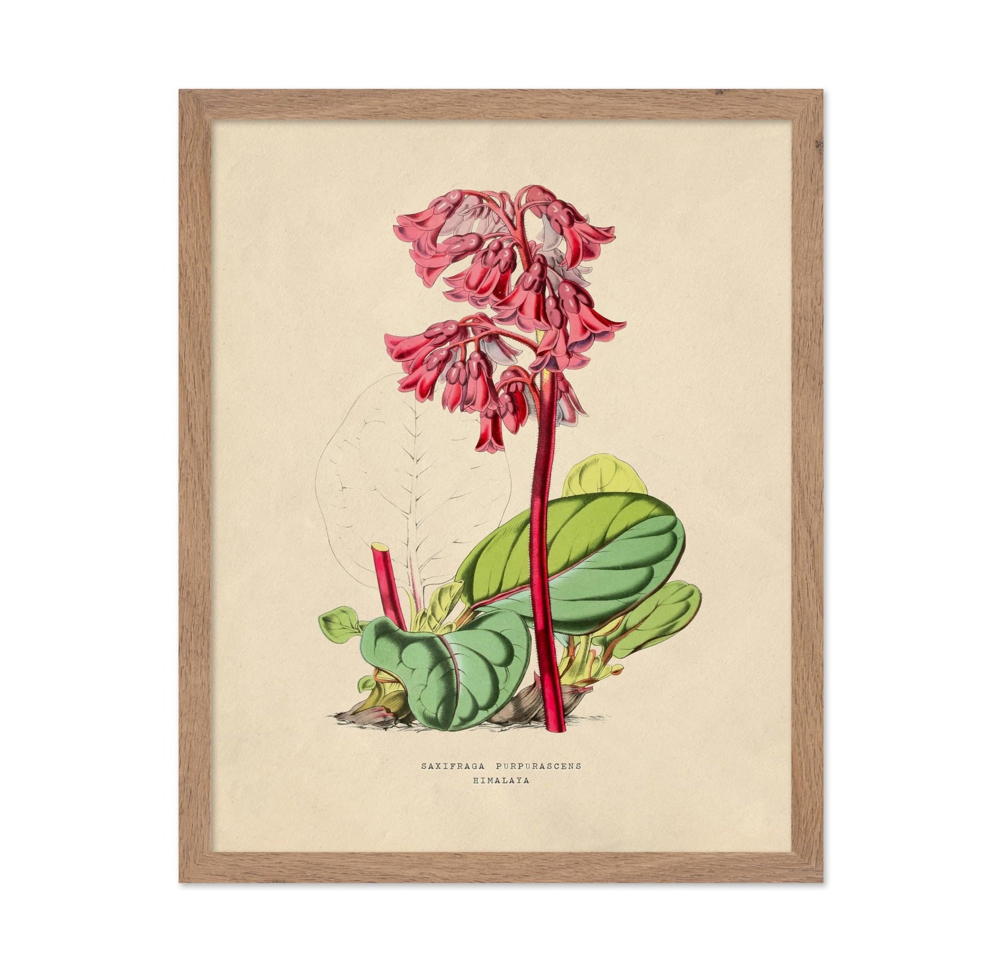 Flowers of the Greenhouses - Bergenia Purpurascens