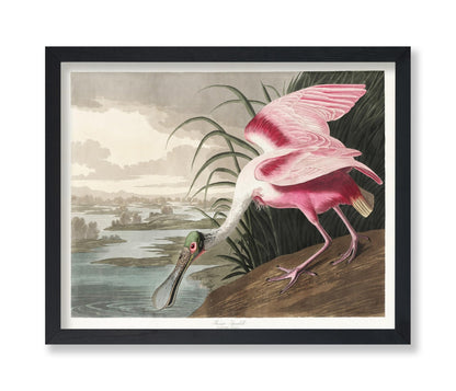 John James Audubon - Roseate Spoonbill