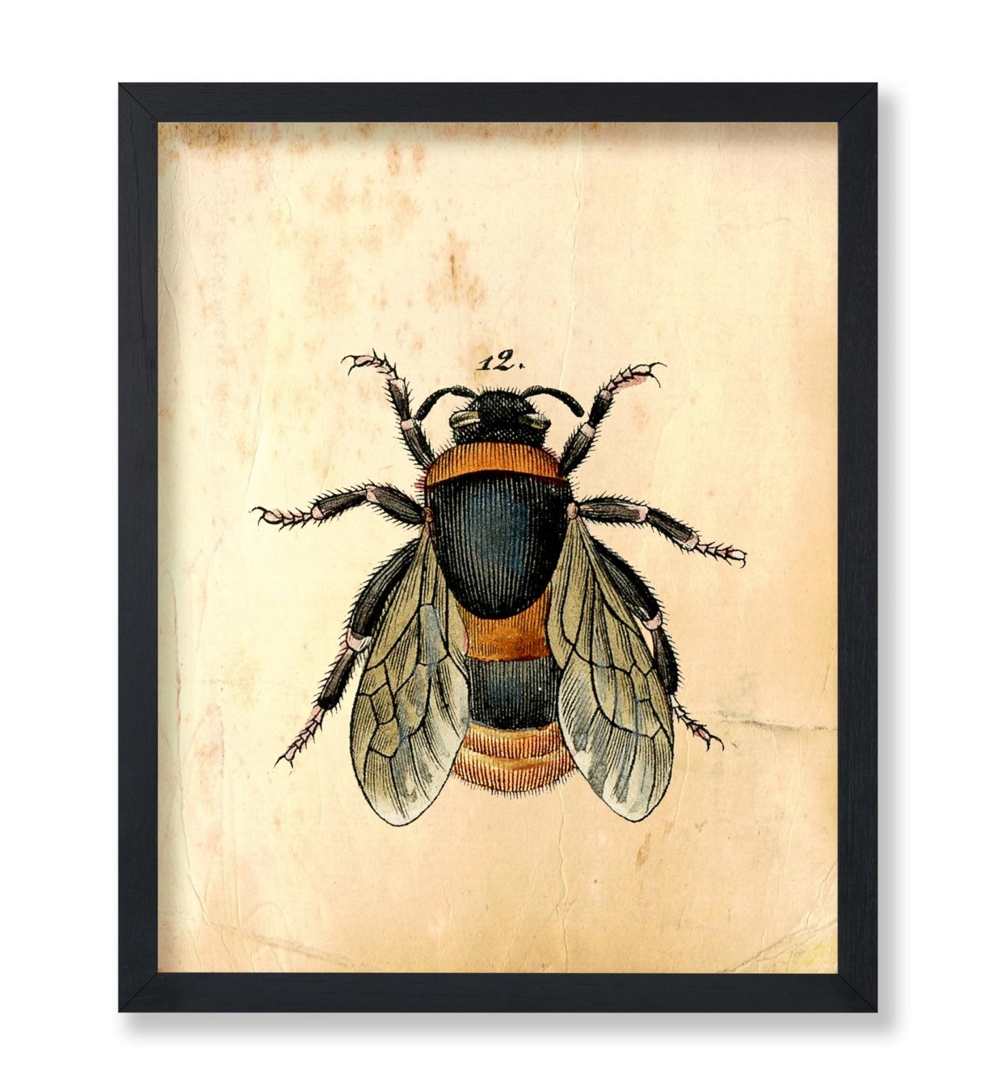 Bumblebee No1