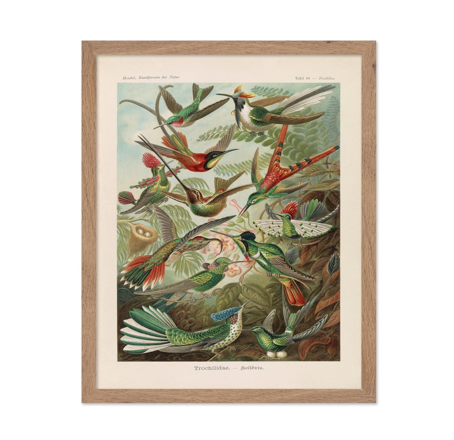 Ernst Haeckel - Hummingbird