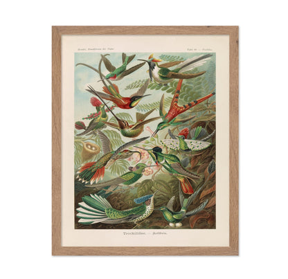 Ernst Haeckel - Hummingbird