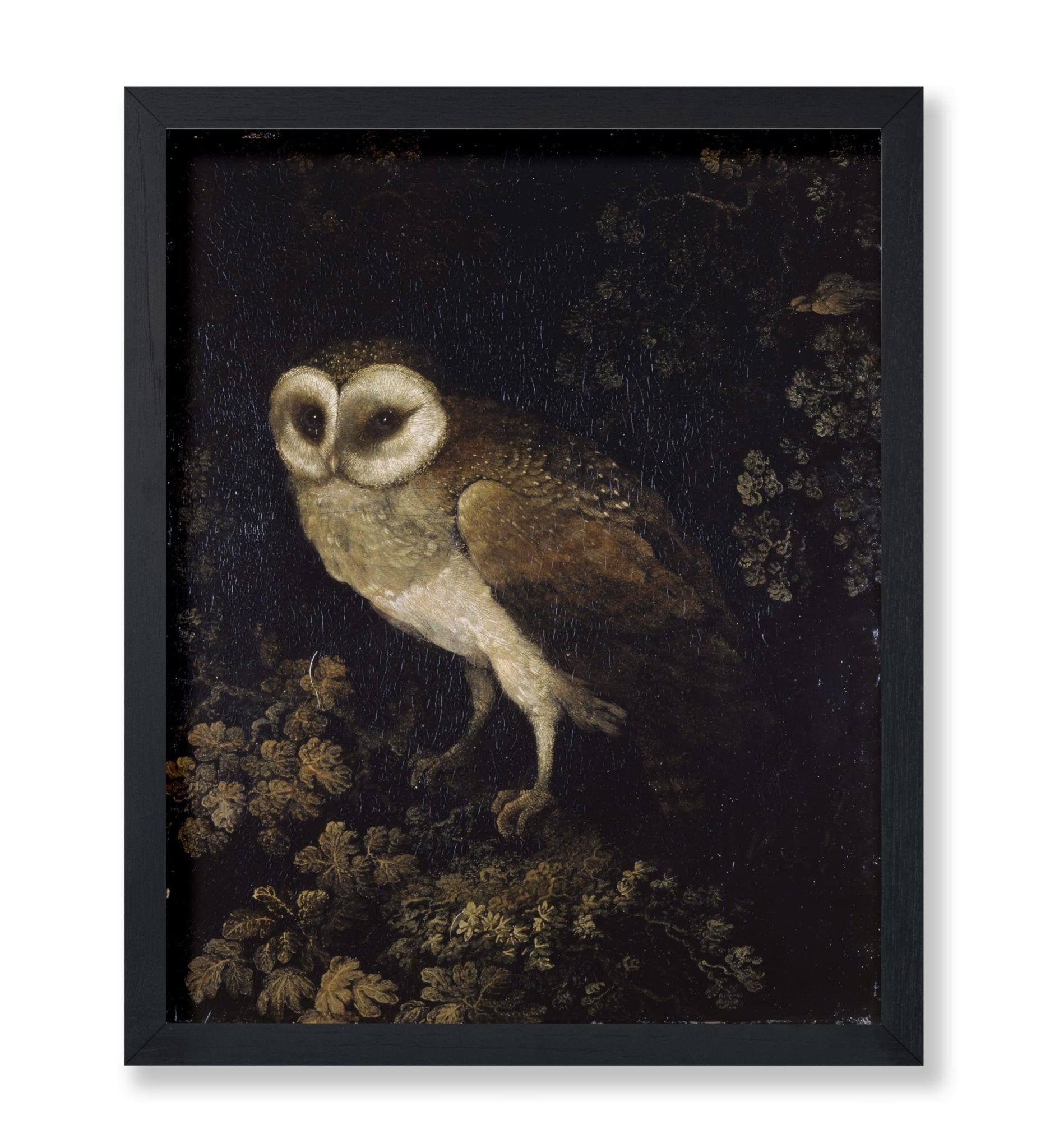 Moses Haughton - An Owl