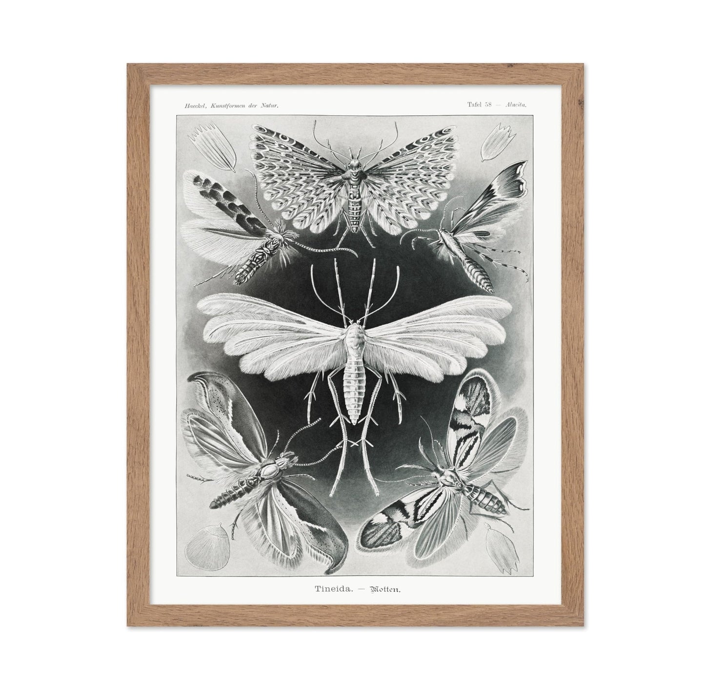 Ernst Haeckel - Tineidae