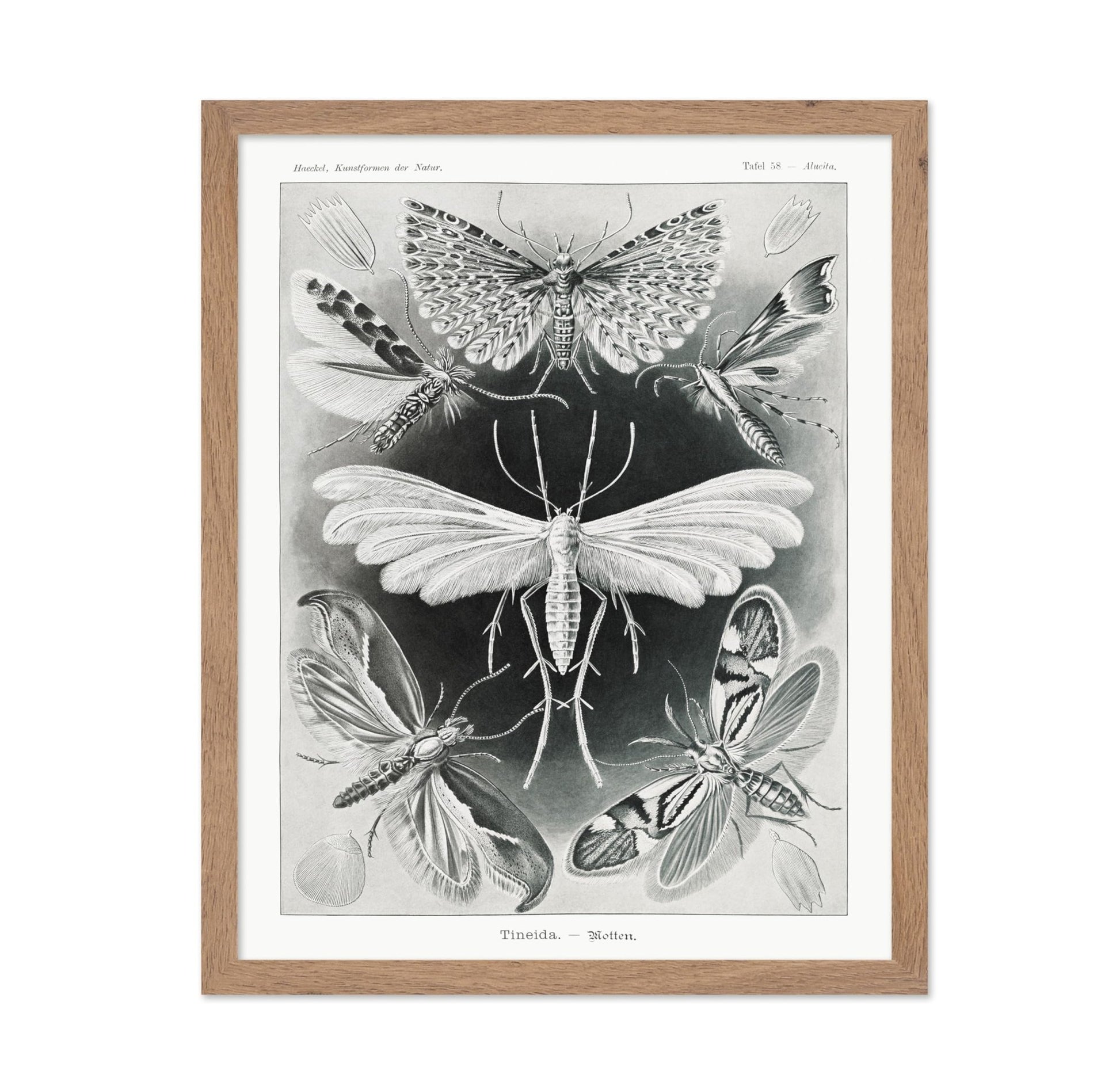 Ernst Haeckel - Tineidae
