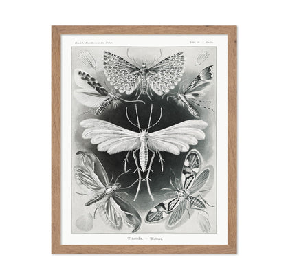 Ernst Haeckel - Tineidae