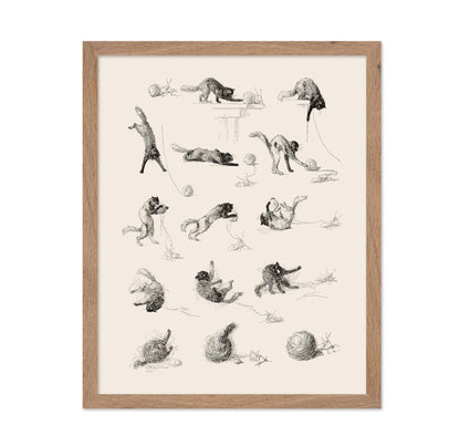 Cat Studies