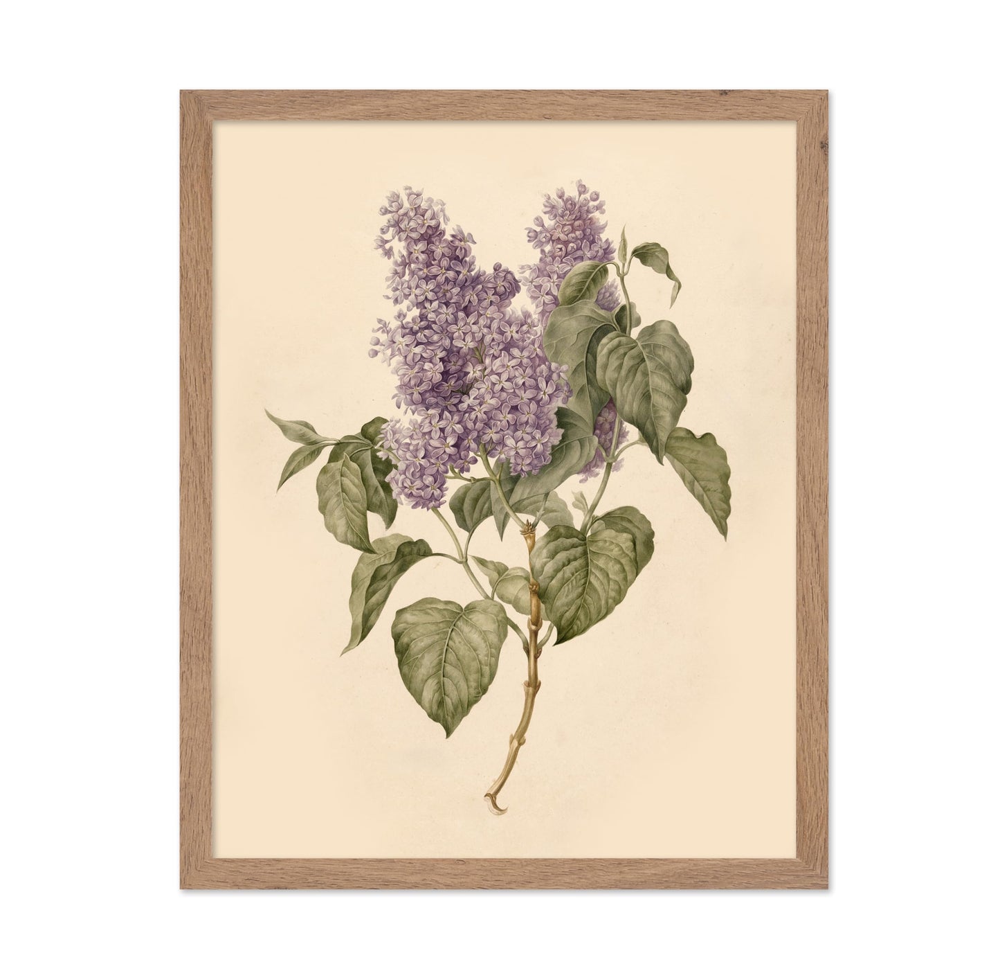 Branch with Purple Lilacs
