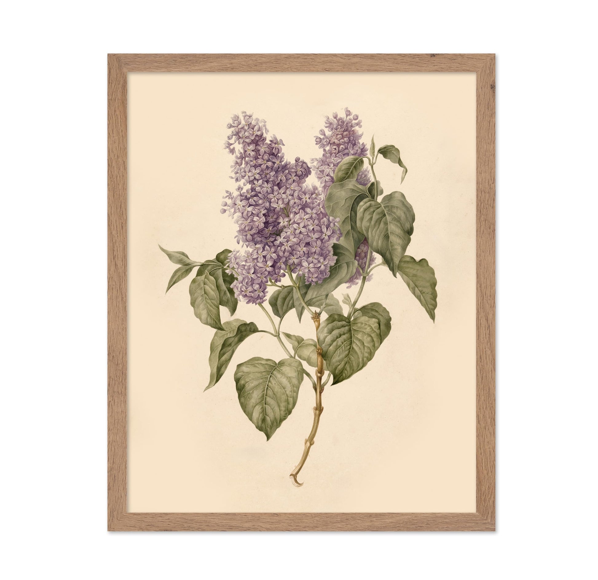 Branch with Purple Lilacs