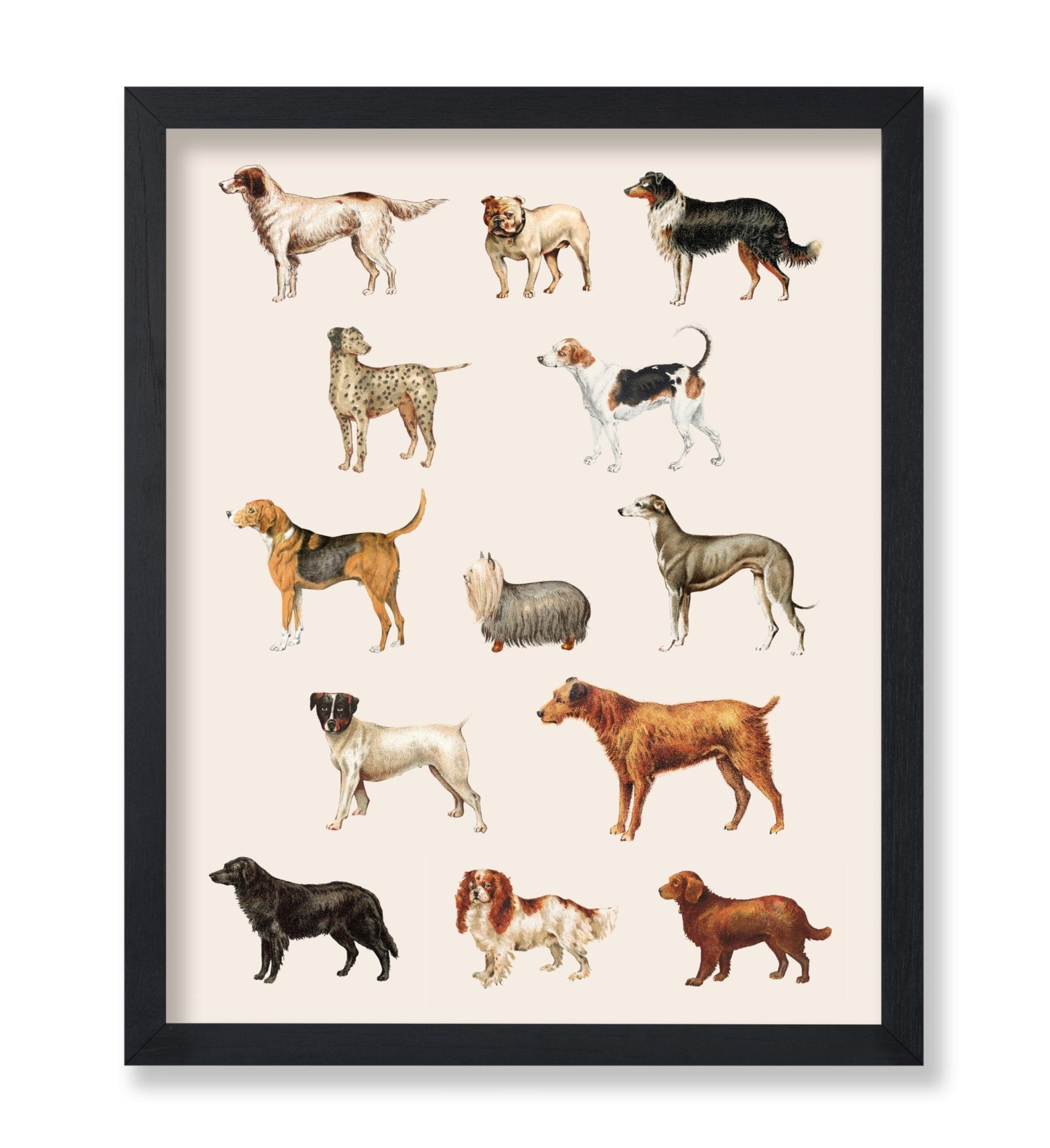 Dog Breeds
