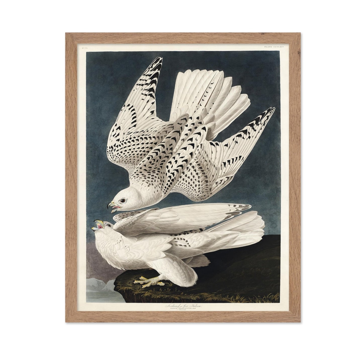 John James Audubon - Gyrfalcon