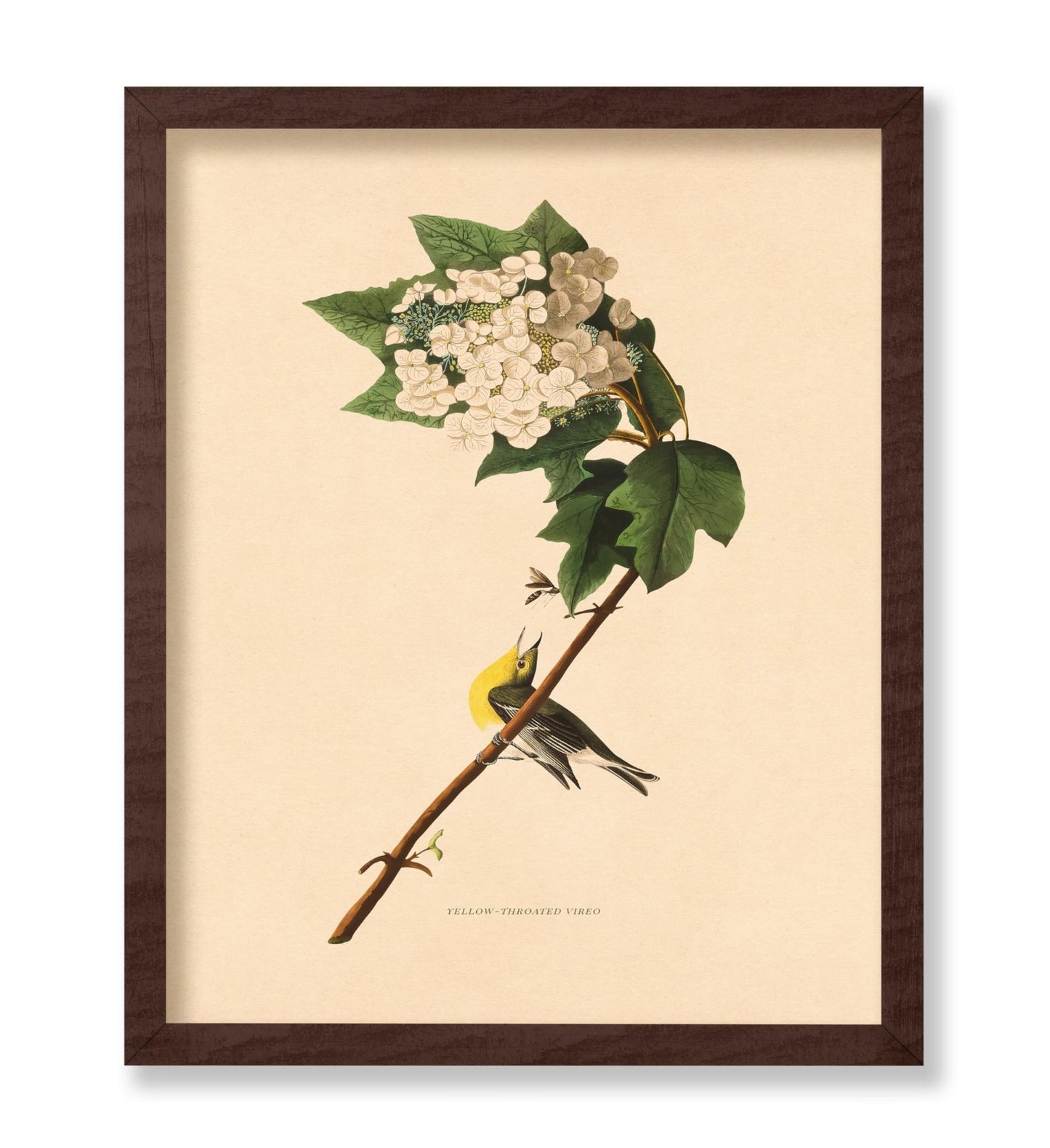 John James Audubon - Yellow-throated Vireo