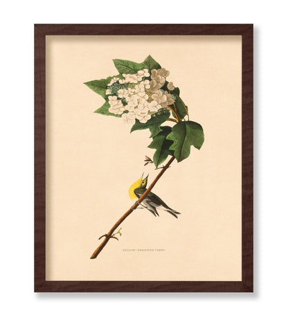 John James Audubon - Yellow-throated Vireo