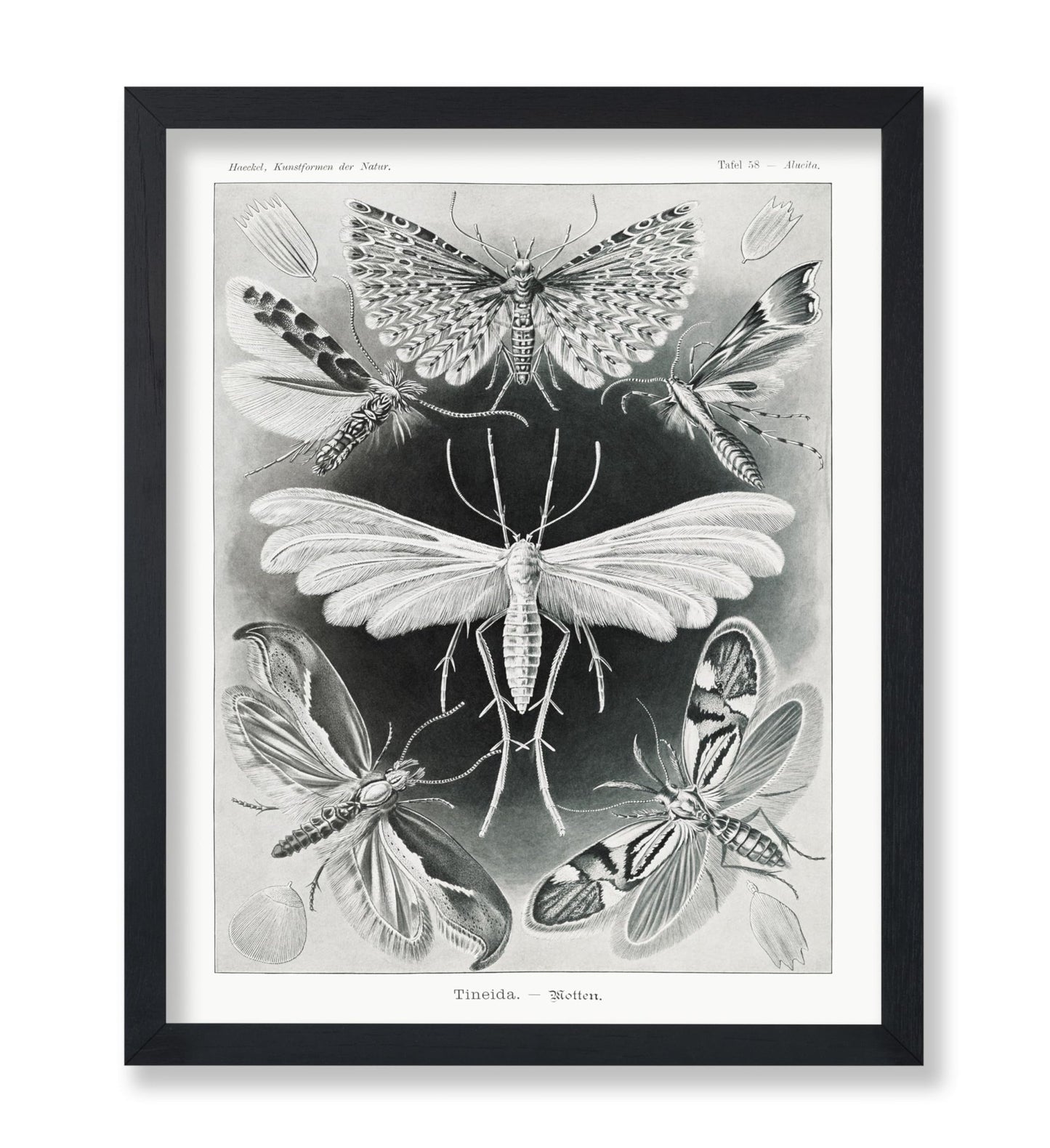 Ernst Haeckel - Tineidae