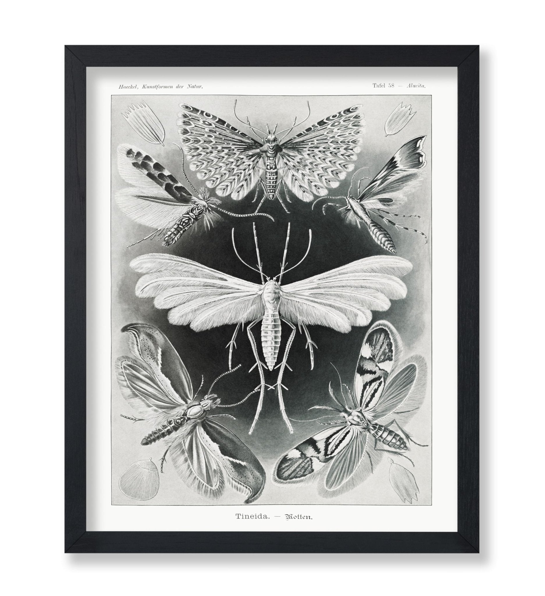 Ernst Haeckel - Tineidae