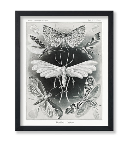Ernst Haeckel - Tineidae