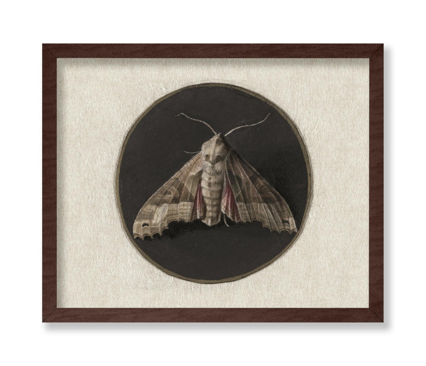 Jan Augustin van der Goes - Owlet Moth