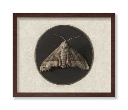Jan Augustin van der Goes - Owlet Moth