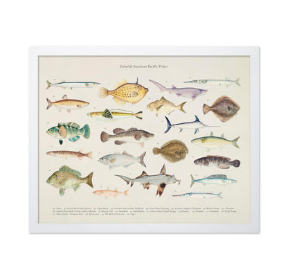 Southern Pacific Fishes No3