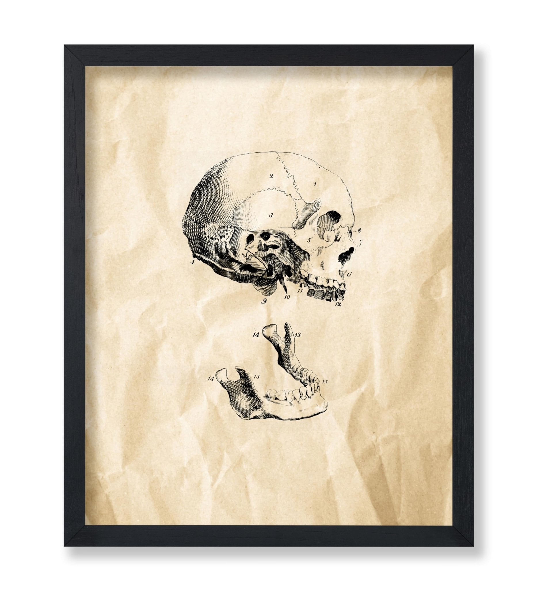 Human Skull