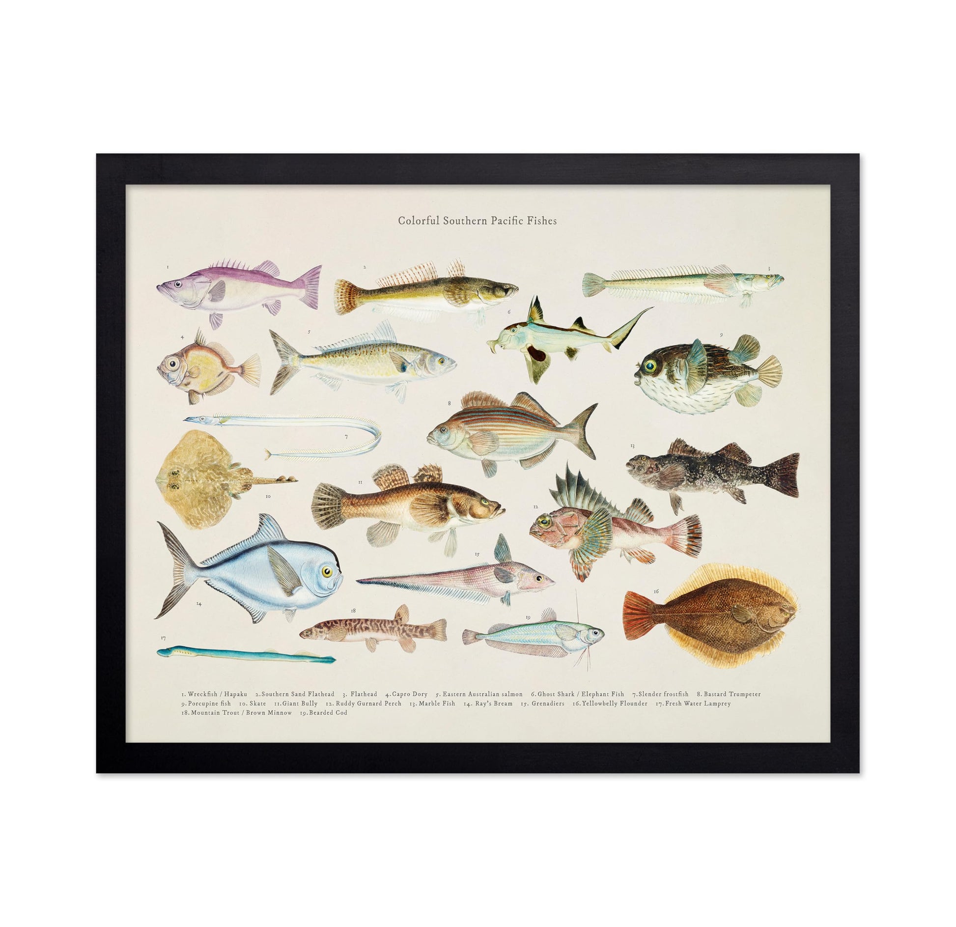 Southern Pacific Fishes No1