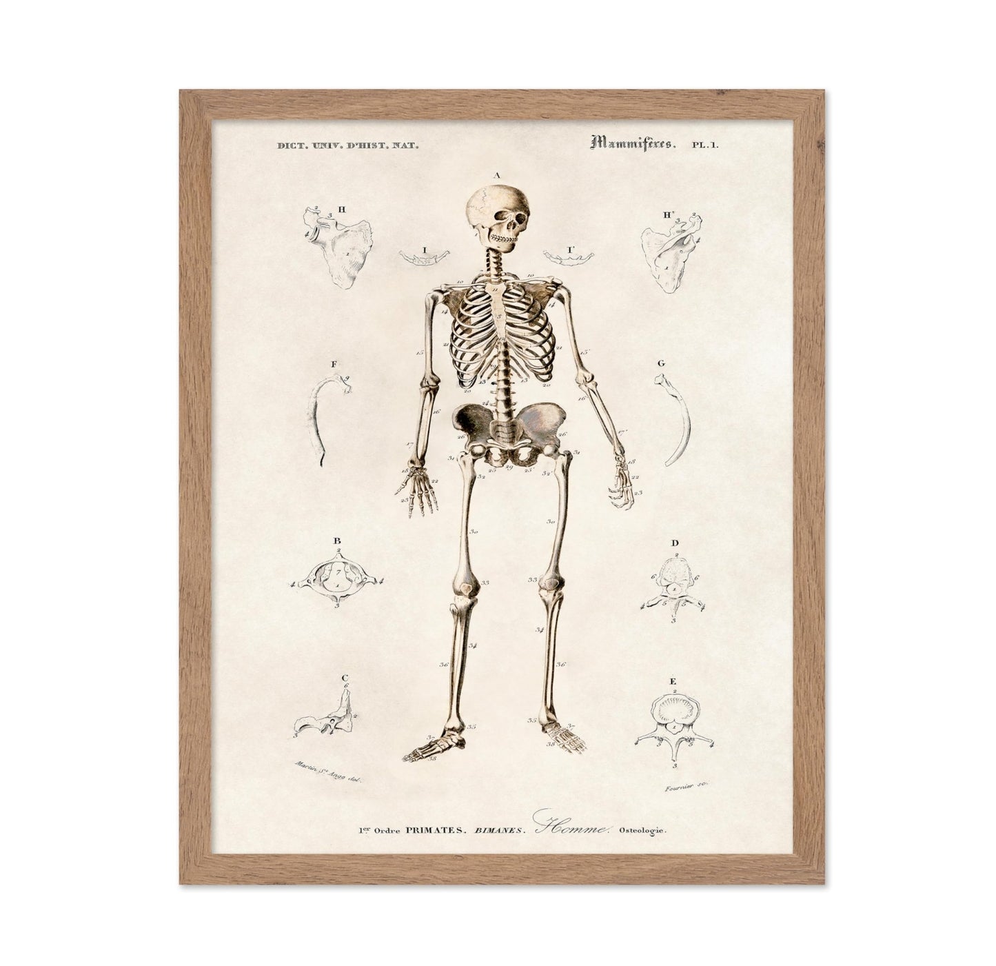 Human Skeleton No2