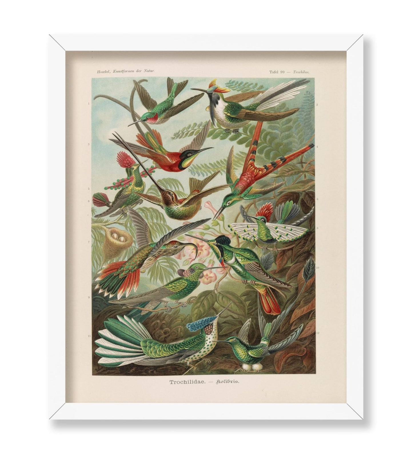 Ernst Haeckel - Hummingbird