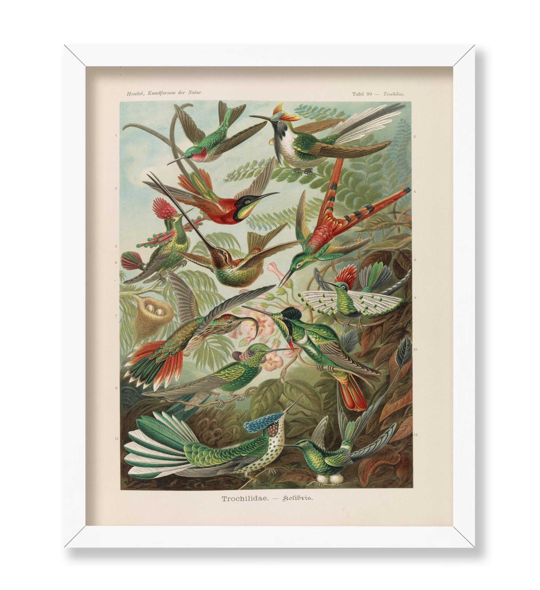 Ernst Haeckel - Hummingbird