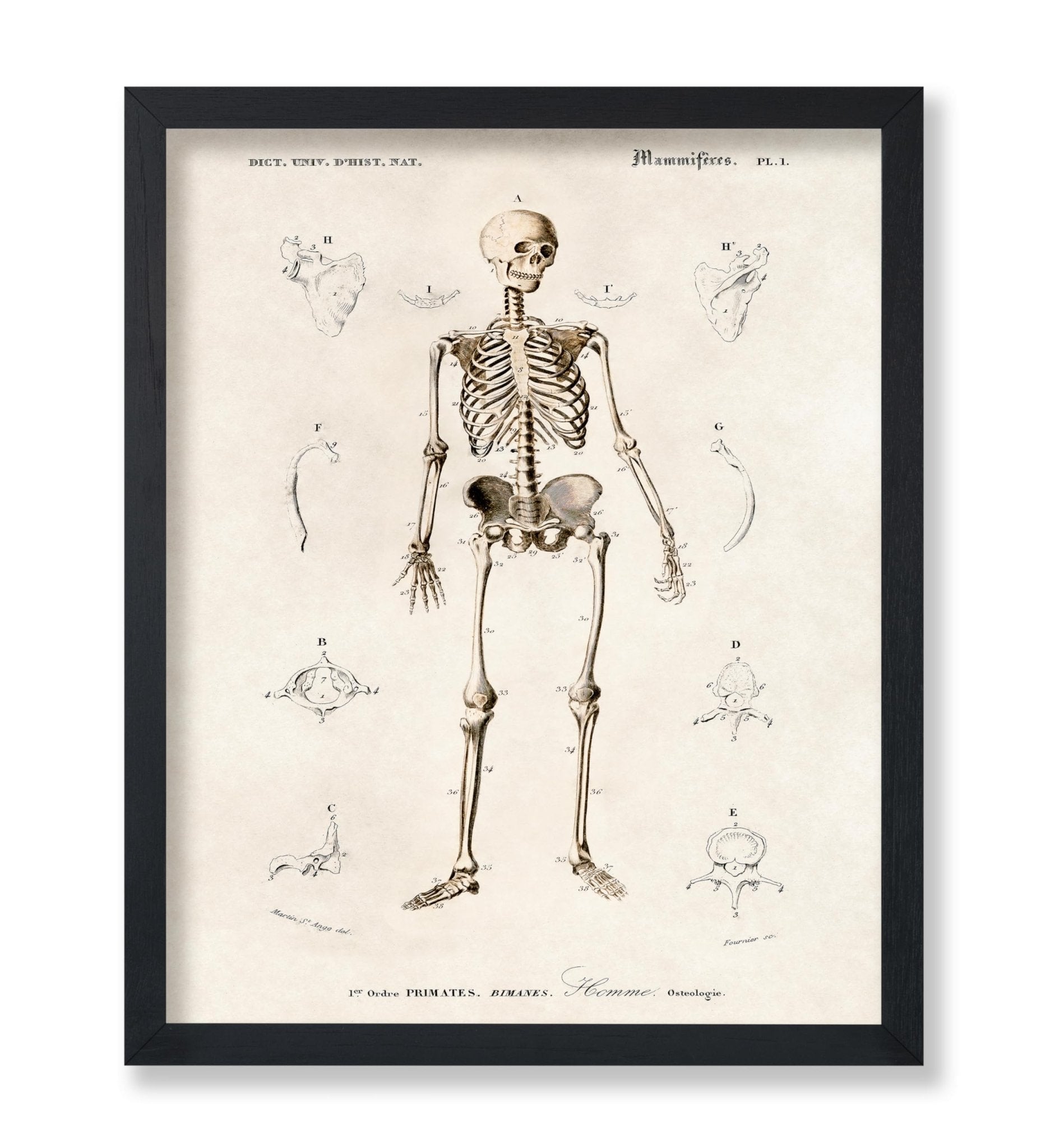 Human Skeleton No2