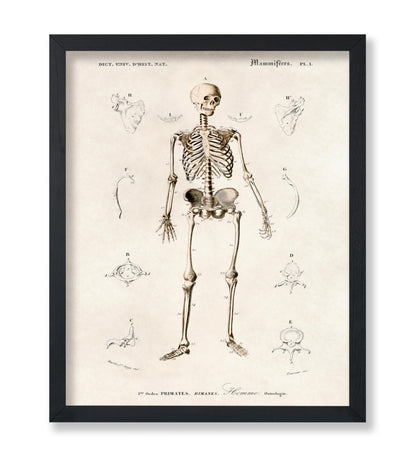 Human Skeleton No2