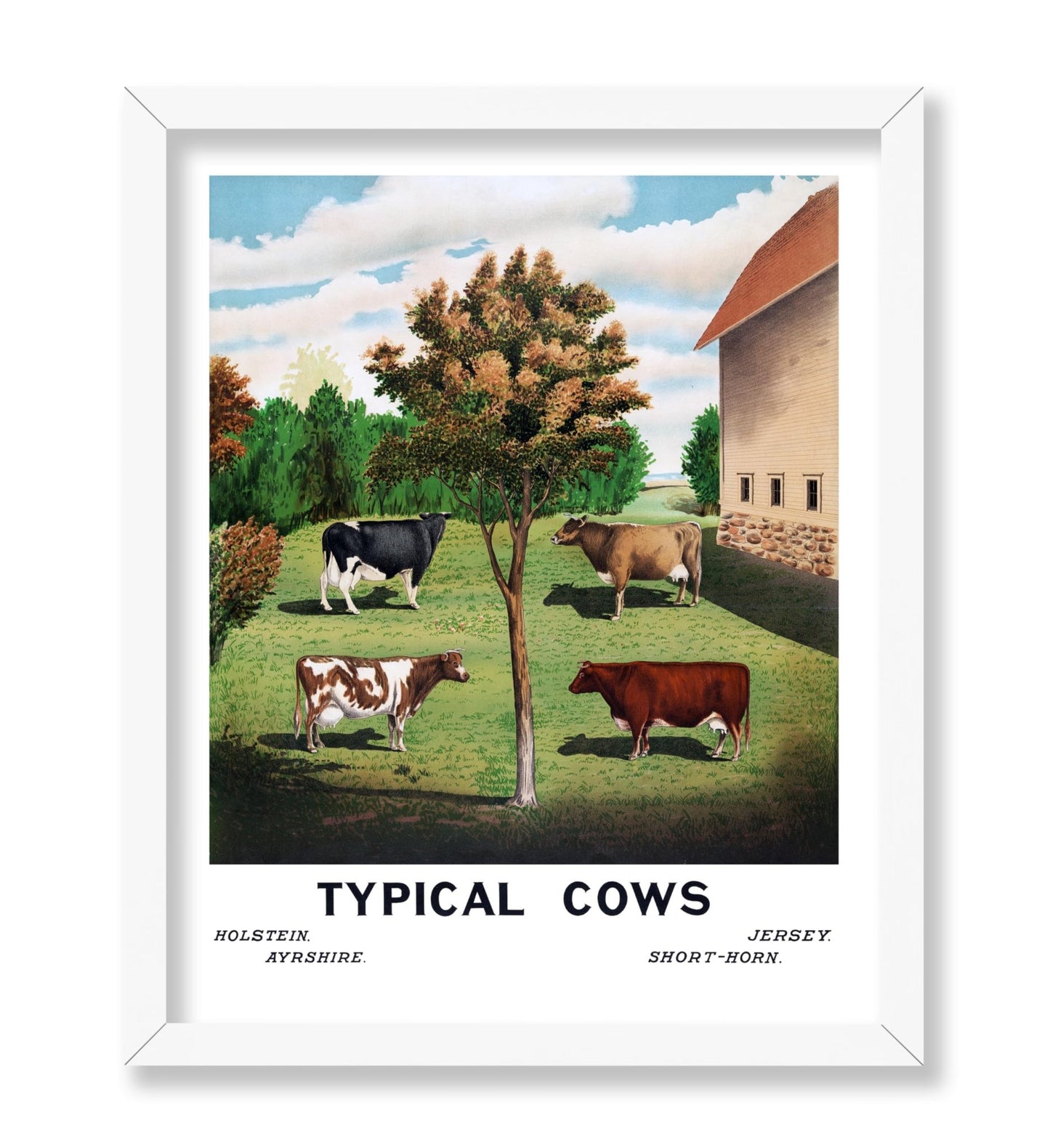 Typical Cows