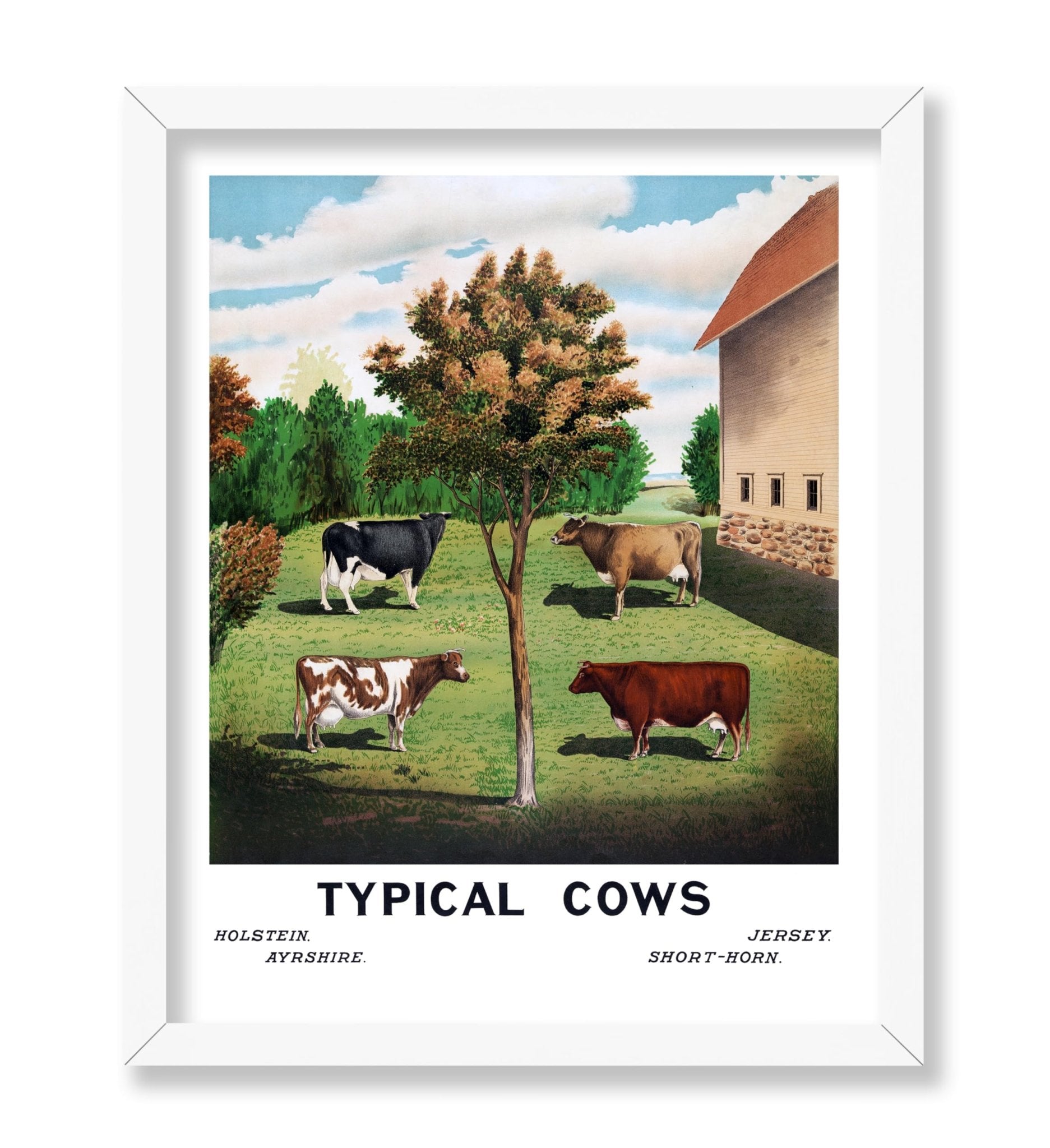 Typical Cows