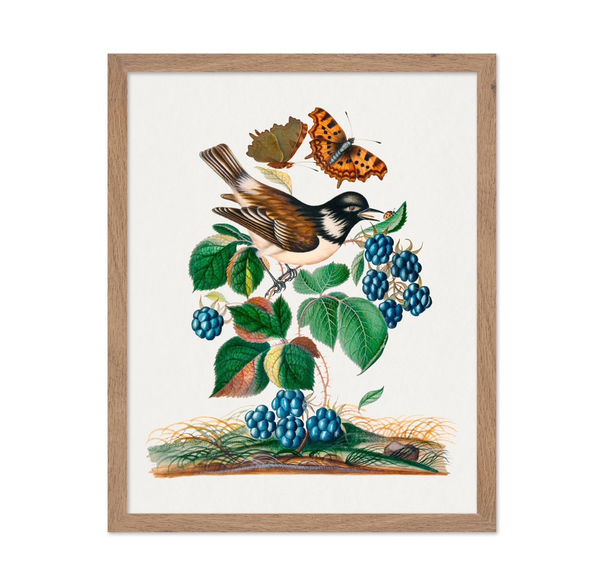 James Bolton - White-cheeked Starling, Bramble and Eurasian Comma and Seven-Spotted Ladybird Beetle on Leaf