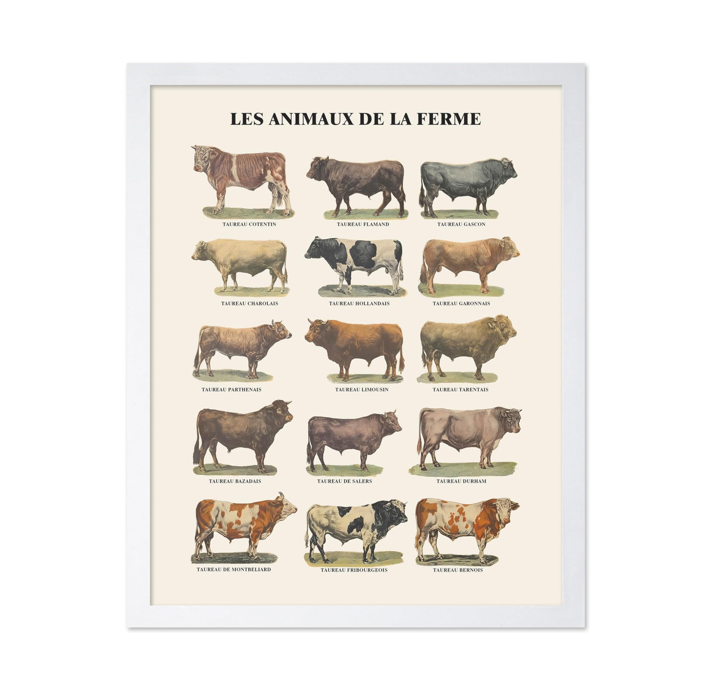 Farm Animals