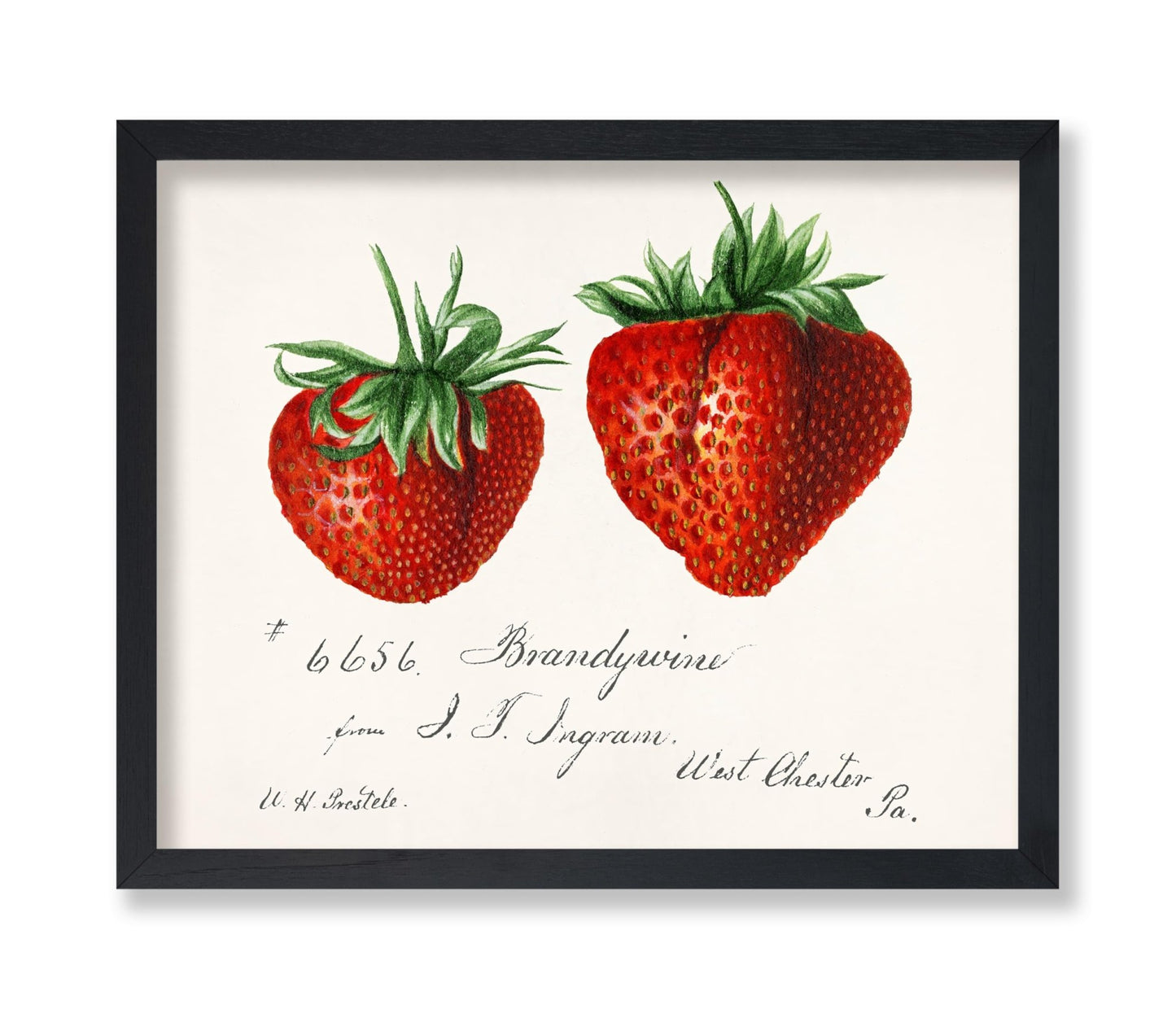 Strawberries