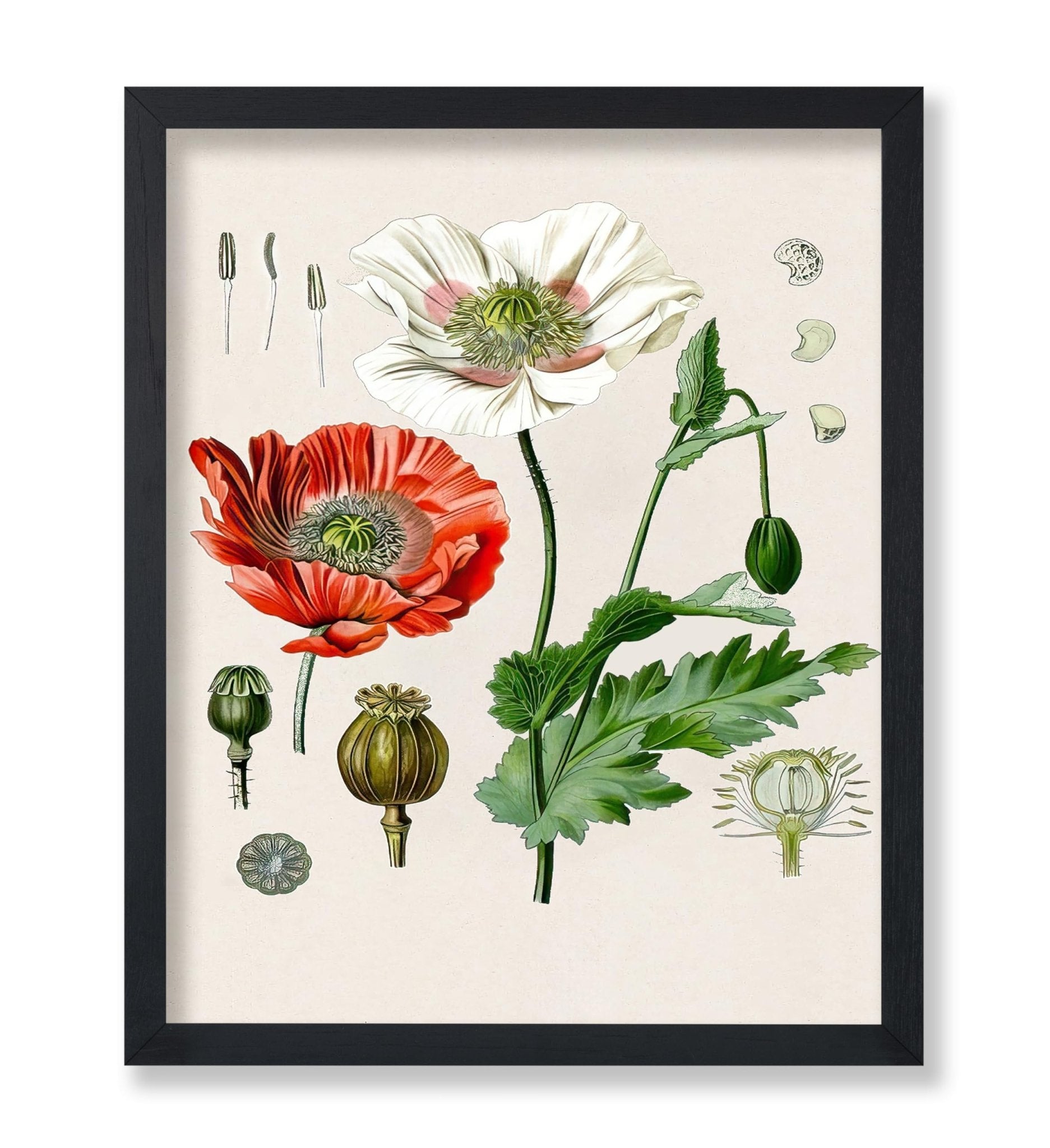 Opium Poppy