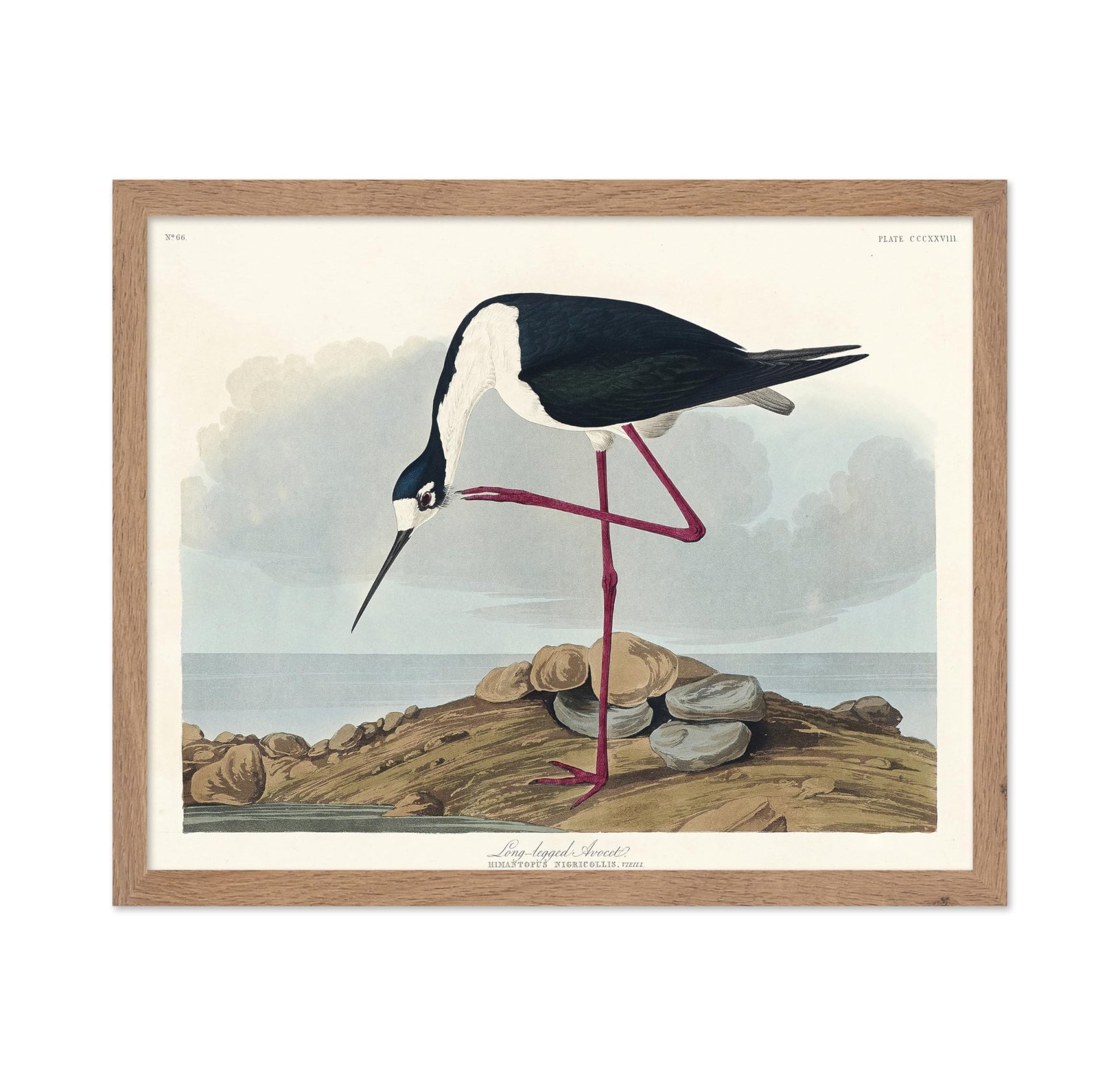 John James Audubon - Long Legged Avocet