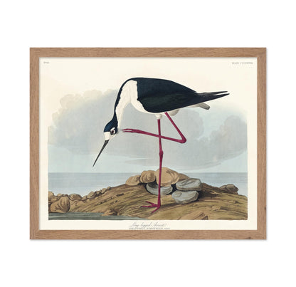 John James Audubon - Long Legged Avocet