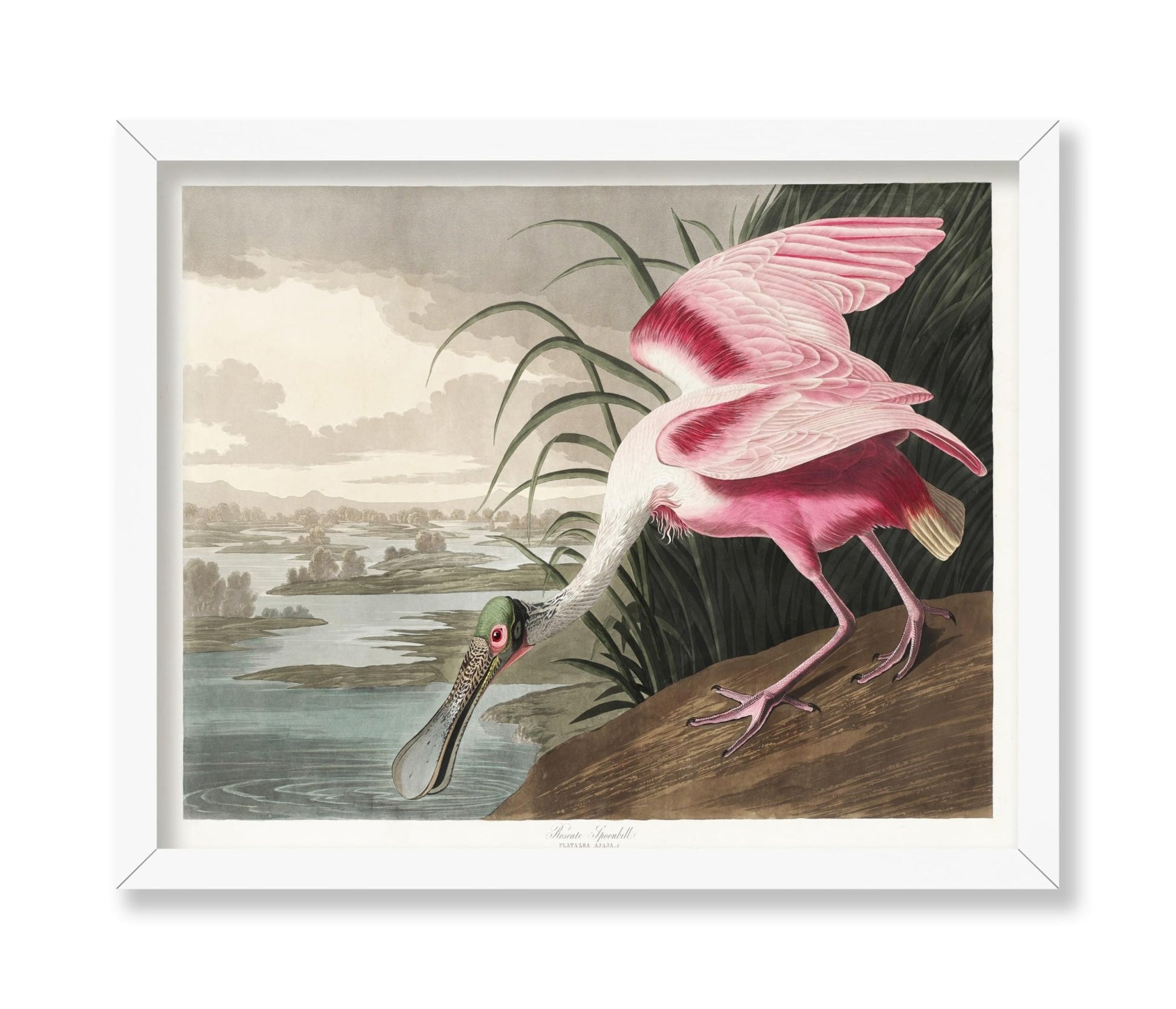 John James Audubon - Roseate Spoonbill