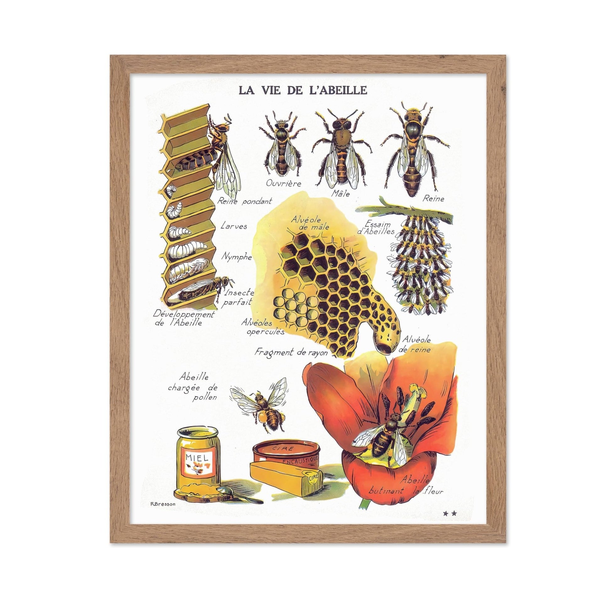 La Vie De L'Abeille