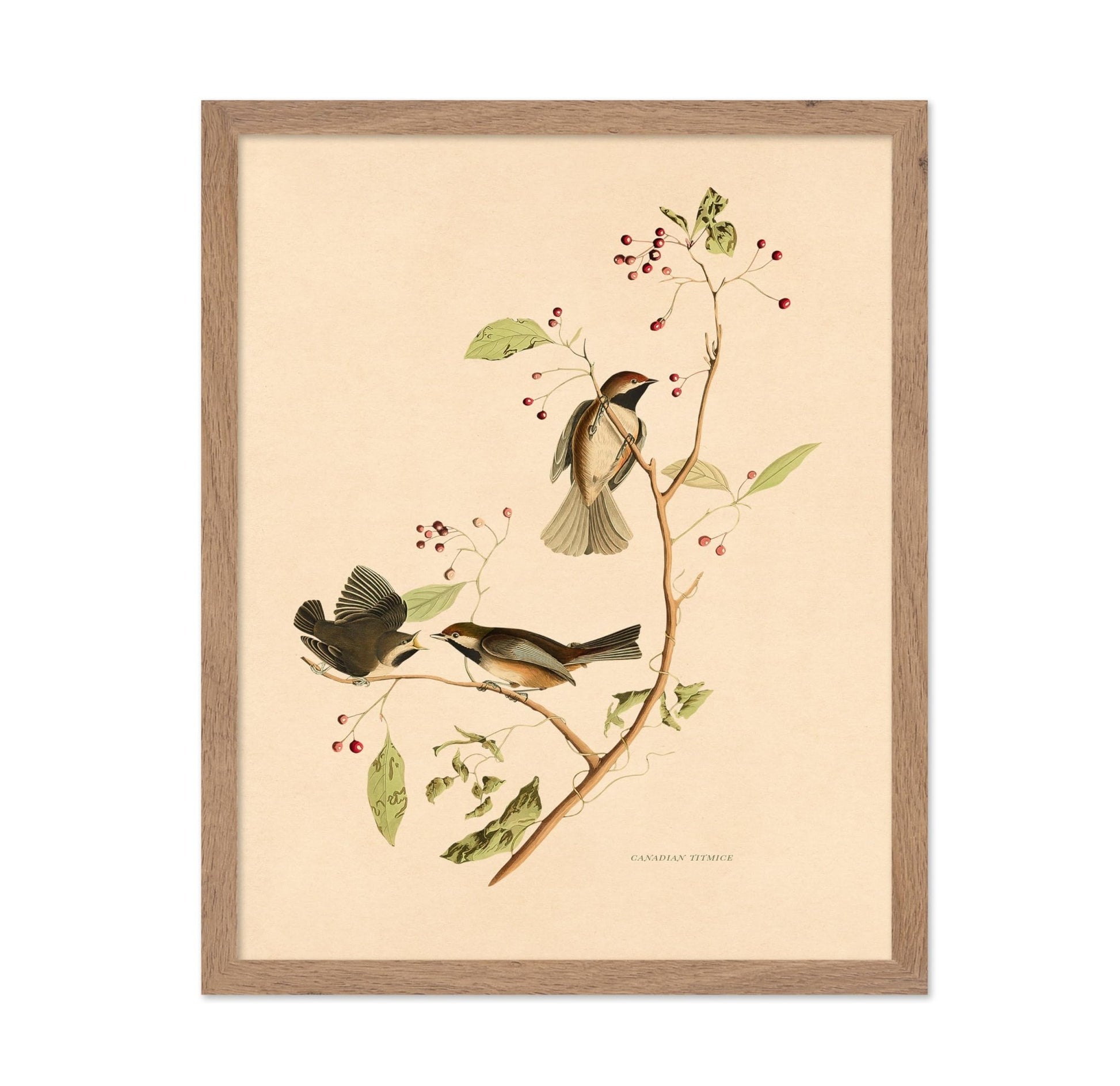 John James Audubon - Canadian Titmouse