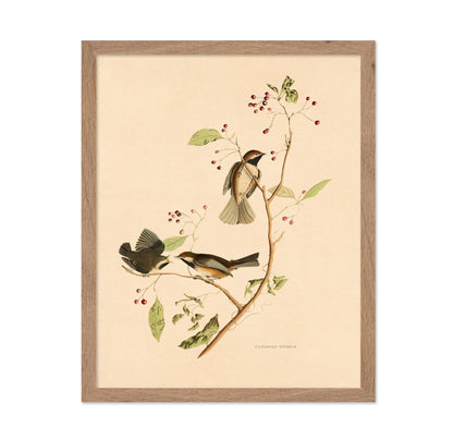 John James Audubon - Canadian Titmouse