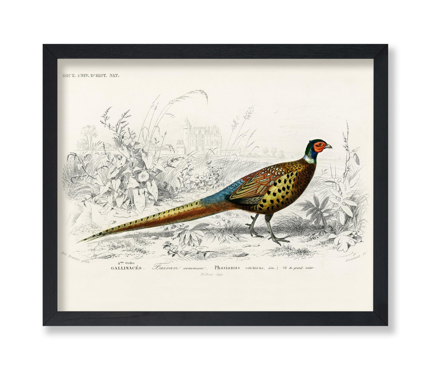 Ring Necked Pheasant