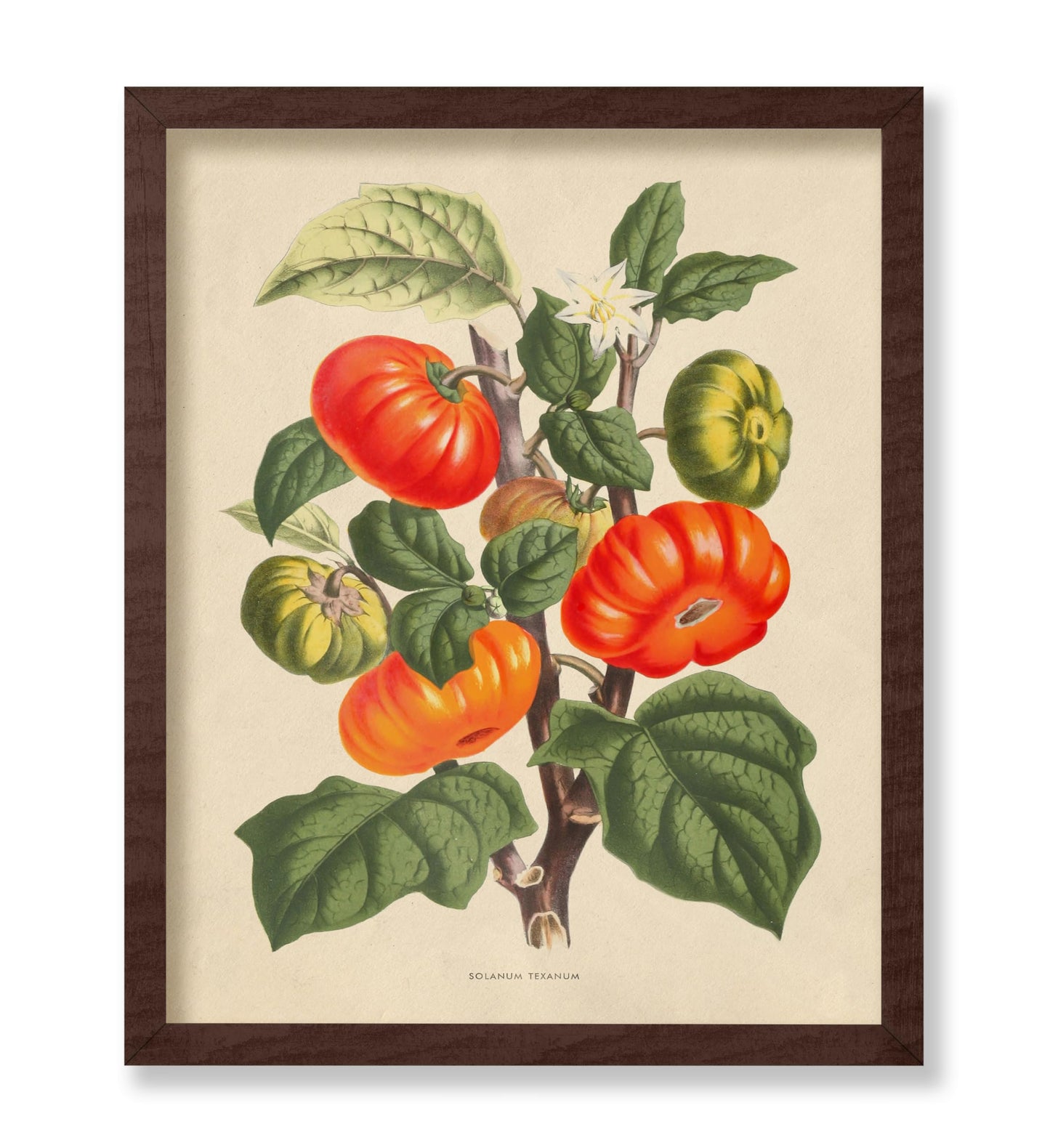 Flowers of the Greenhouses - Solanum Texanum