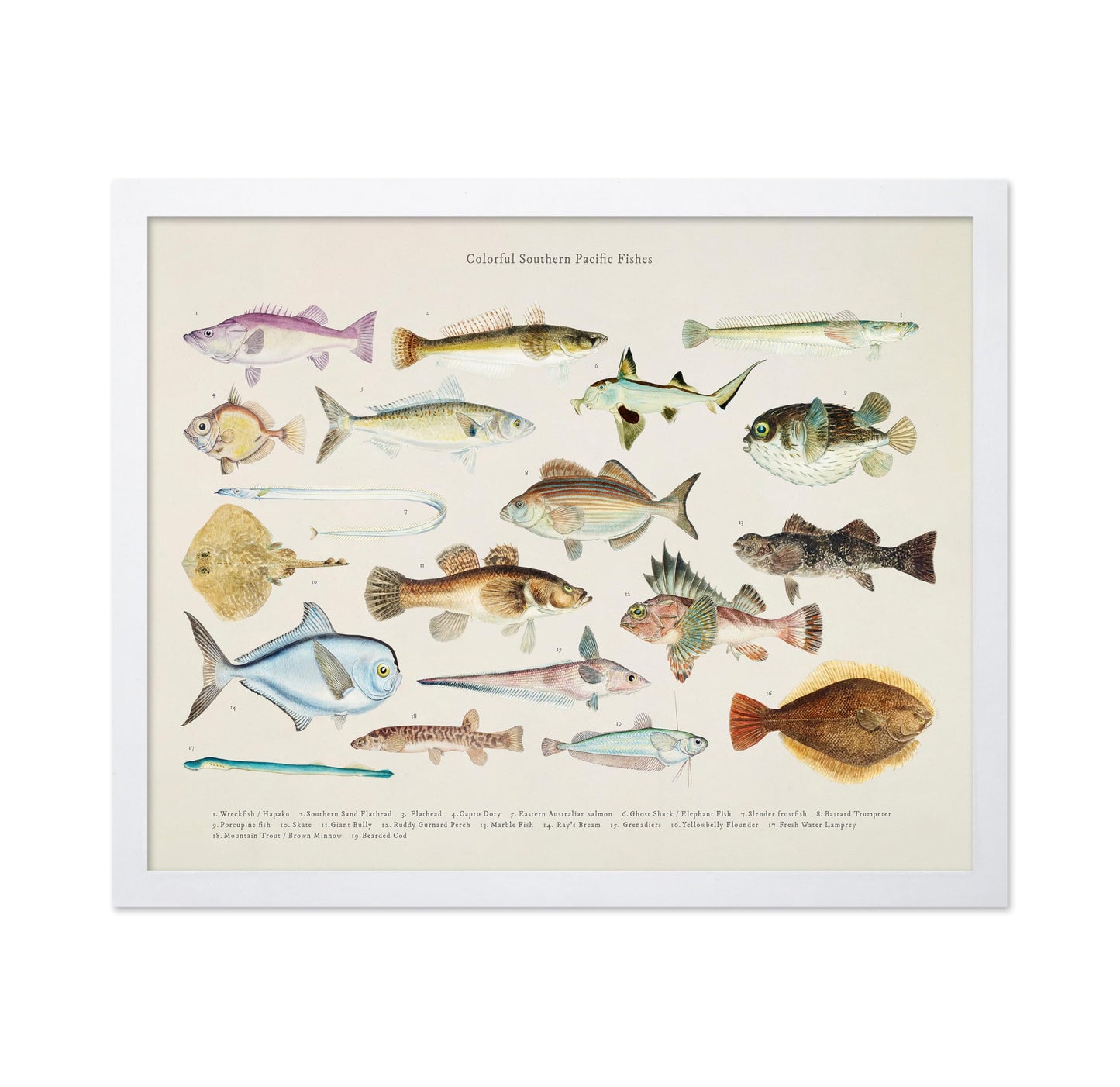 Southern Pacific Fishes No1