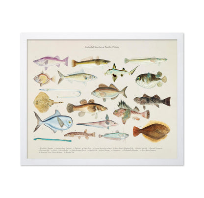 Southern Pacific Fishes No1