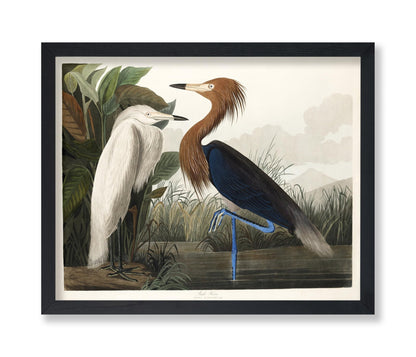 John James Audubon - Purple Heron