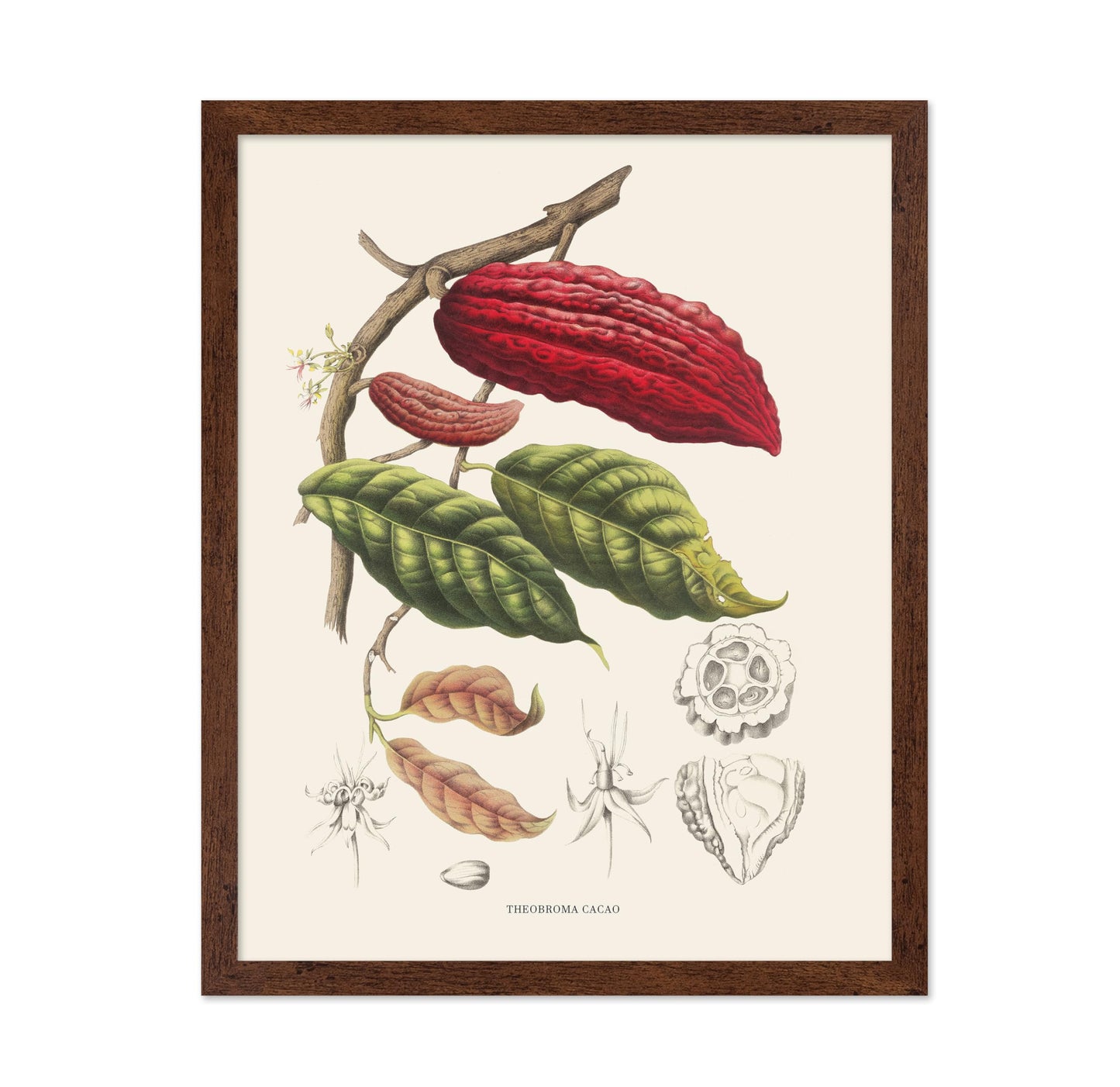 Cocoa Beans