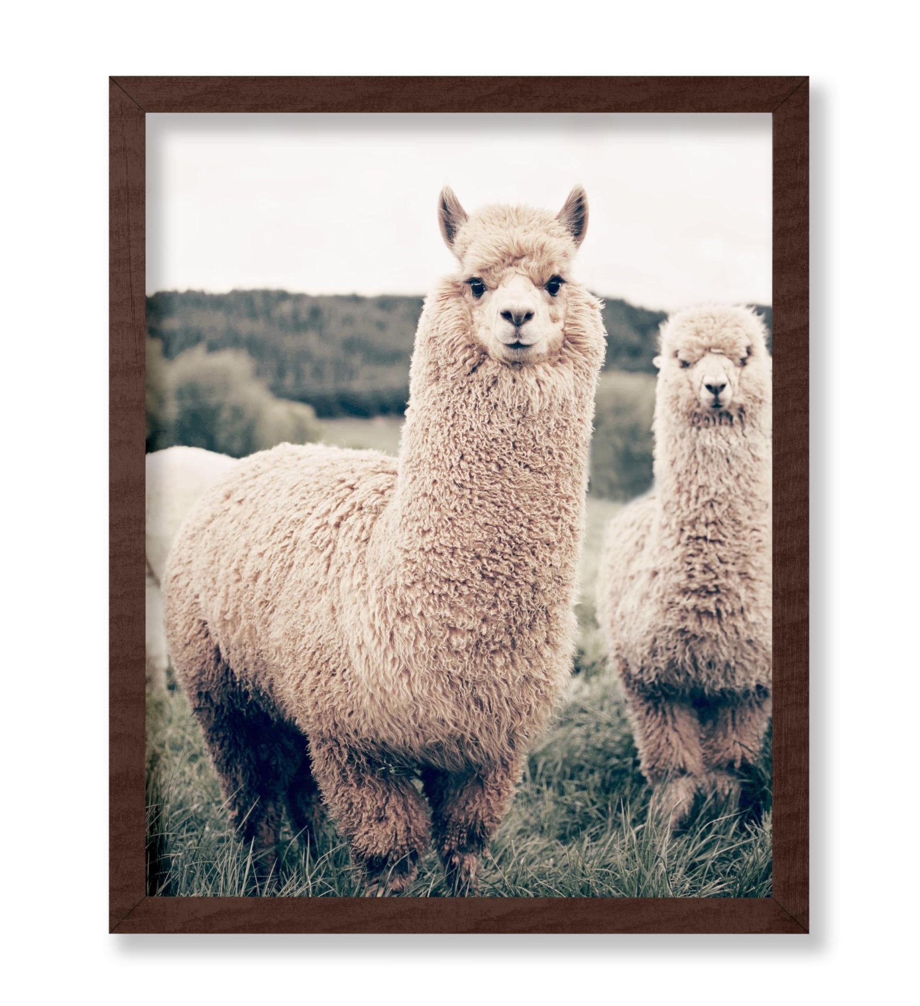 Alpaca