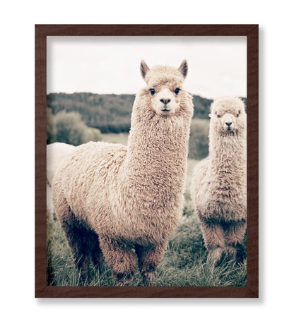 Alpaca