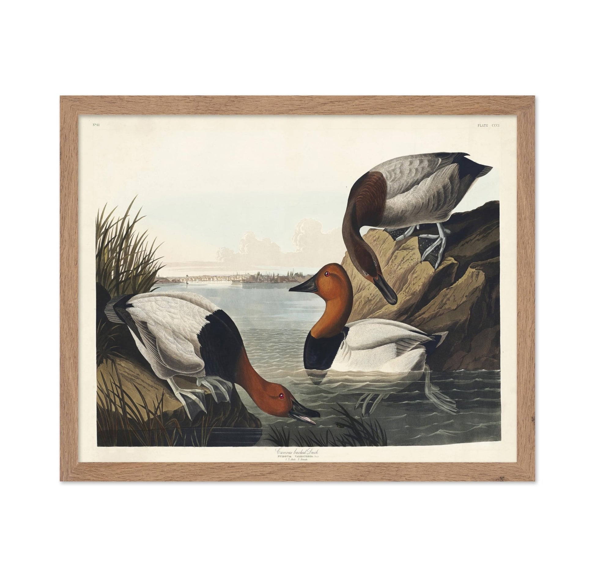 John James Audubon - Canvas backed Duck